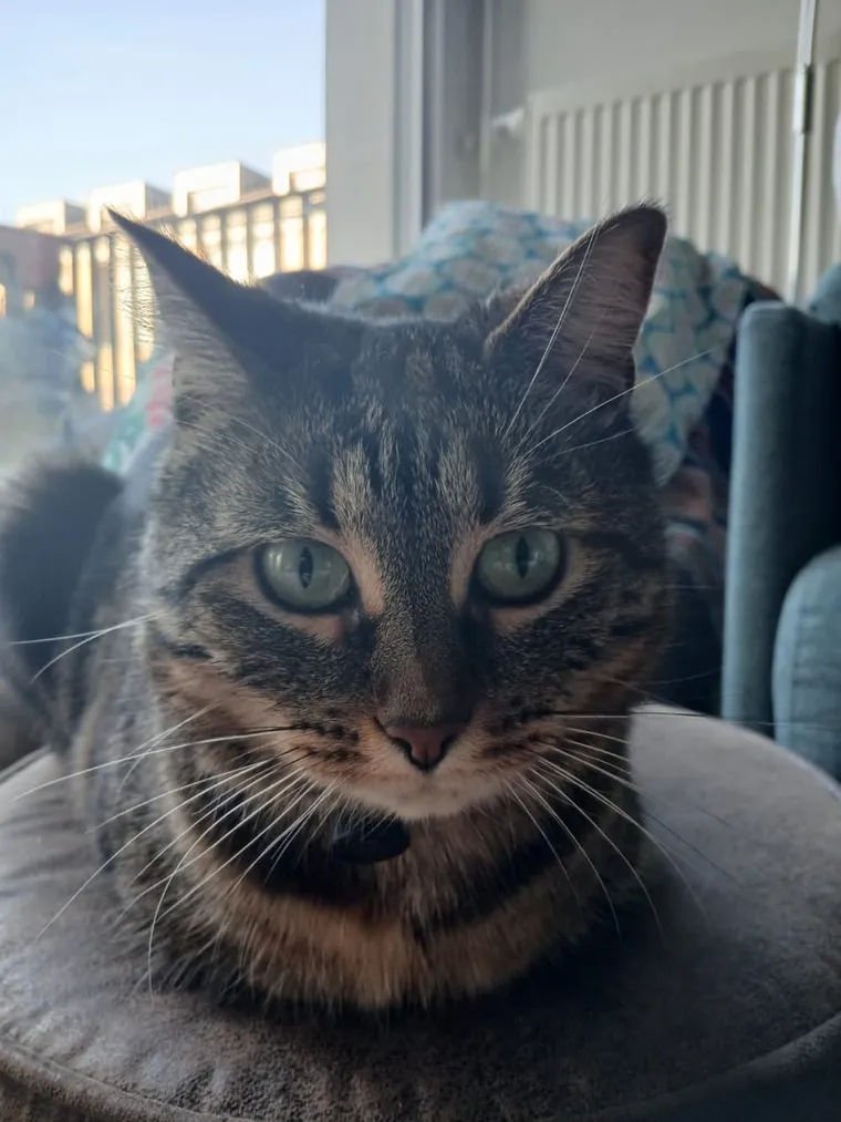 Un chat tigré installé sur son coussin près de la fenêtre
