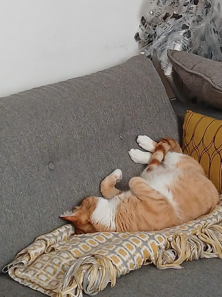 Un chat roux et blanc endormi sur le dos, sur un plaid